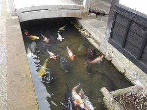 津和野の鯉